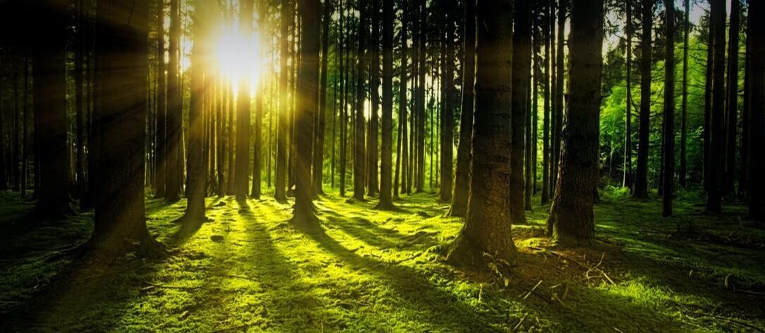 Sunlight shining through a wooded forest