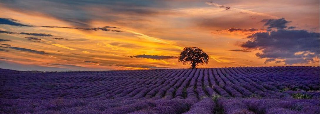 A sunset with an orange sky over a lavender field.